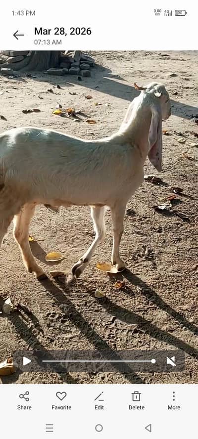 تین ماھ کی حملا رنگ سفید