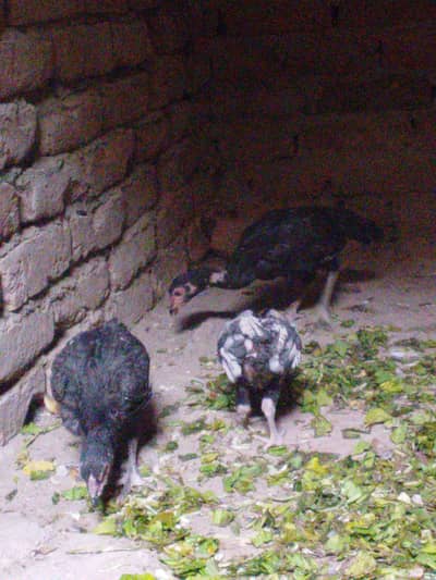 mushka choozy h bht achi quality k h