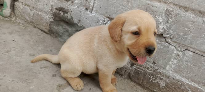 Females Labrador kids