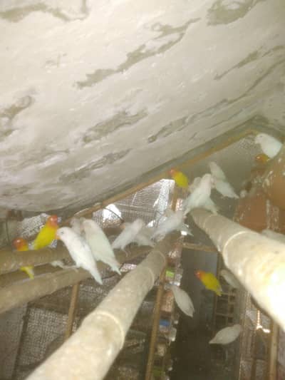 Lutino Red Eyes and Albino Black Eyes Colony