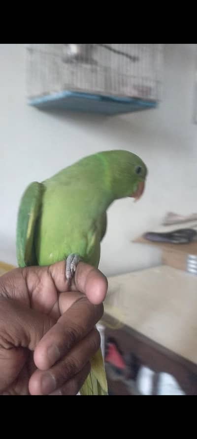 green ringneck for sale