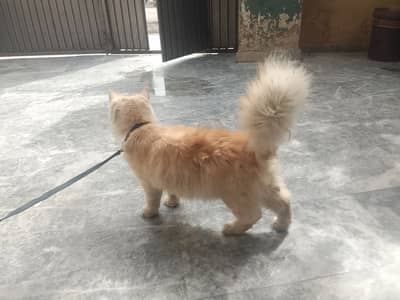 Perison cat hai Ghar ki Breed hai koi issue Nahi hai bilkul theek hai