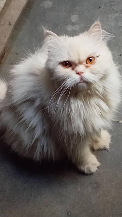show piece cute Persian cat