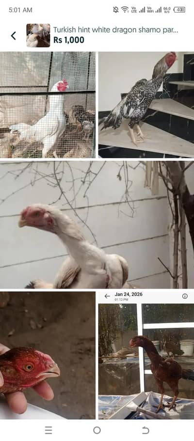 parrot beak shamo Turkish hint chiks