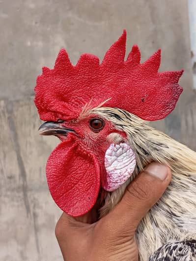 Misree Roosters for Sale!