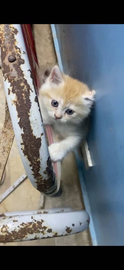 Pure persian kittens