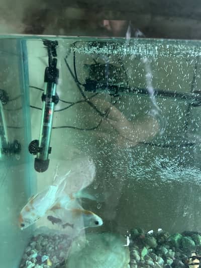 Used but looks new aquariums