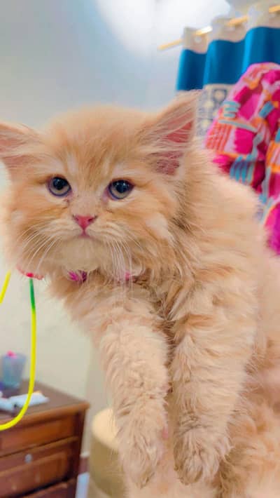 female Persian triple coat with house and some accessories