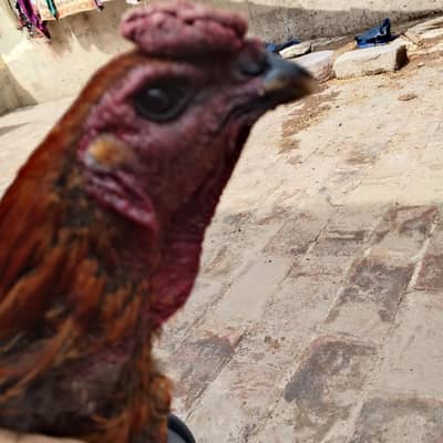 dragon aseel black eyes +923092615175