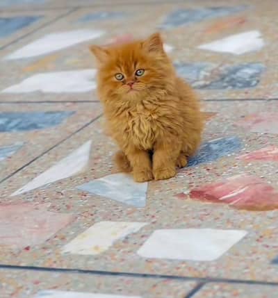 Persian cat and kitten punch face triple coated