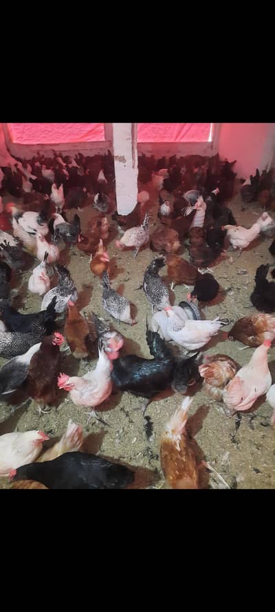 Australorp fayoumi golden egg laying hens + chiks available for sale