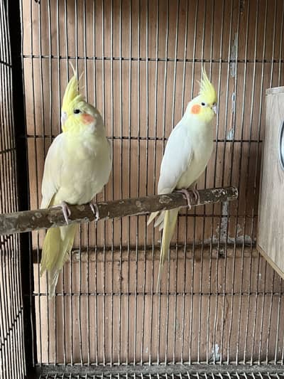 Cream Cockatiel