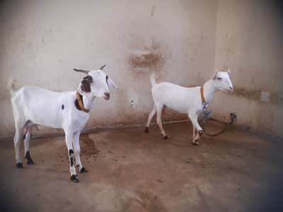 Zero size Teddy / Tapra Goats With 2 Male Kids For Sell