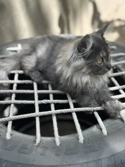 Female Persian kitten