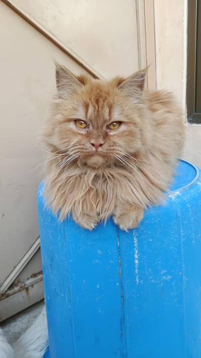 Persian kittens 3rble coated