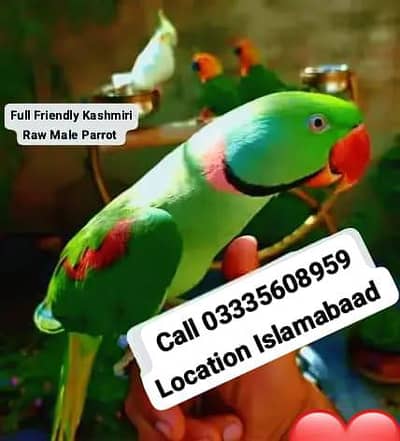 Hand Tamed Full Friendly Kashmiri Raw Male Parrot Jumbo Size