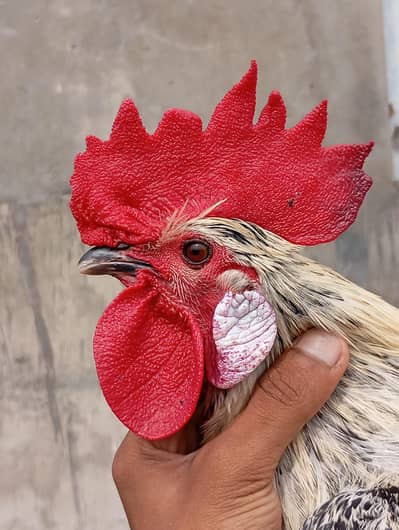 Misree Roosters for Sale!