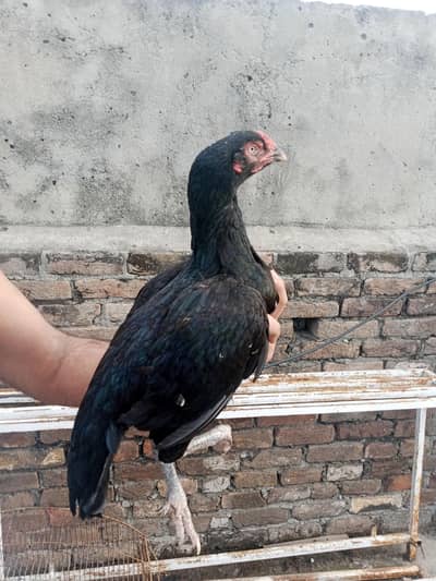 high quality mushkii 03105617360