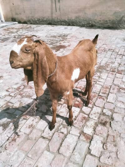 Bhalwal betal pth ha