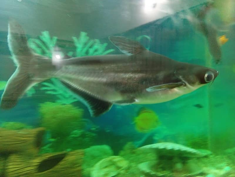 fishes 1