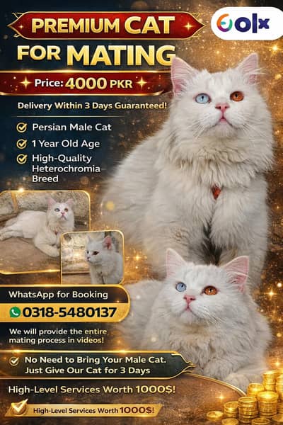 White Persian Male Cat for Mating – Odd Eyes