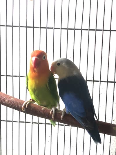 Love birds breeder pair
