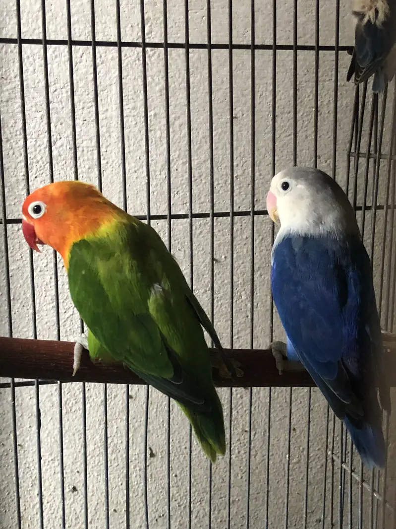 Love birds breeder pair — photo 2