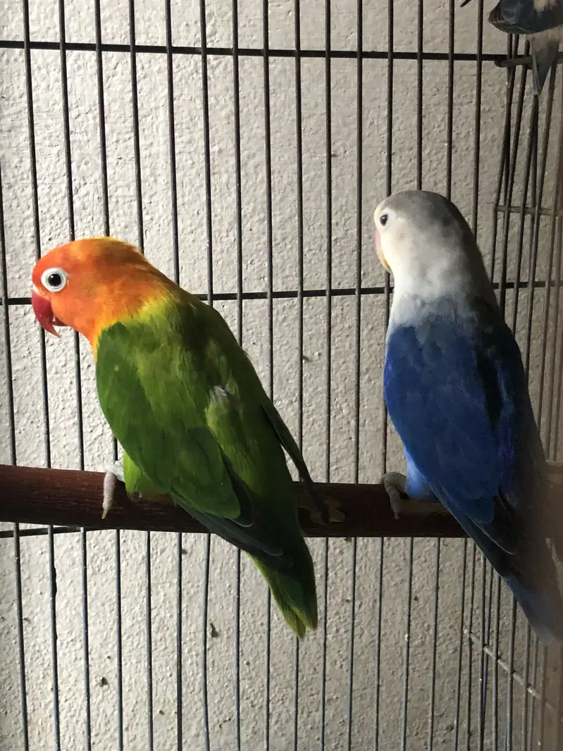 Love birds breeder pair — photo 3