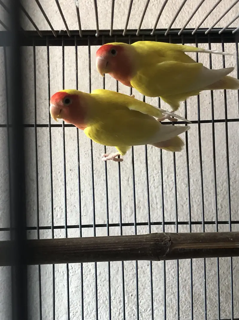 Love birds breeder pair — photo 4