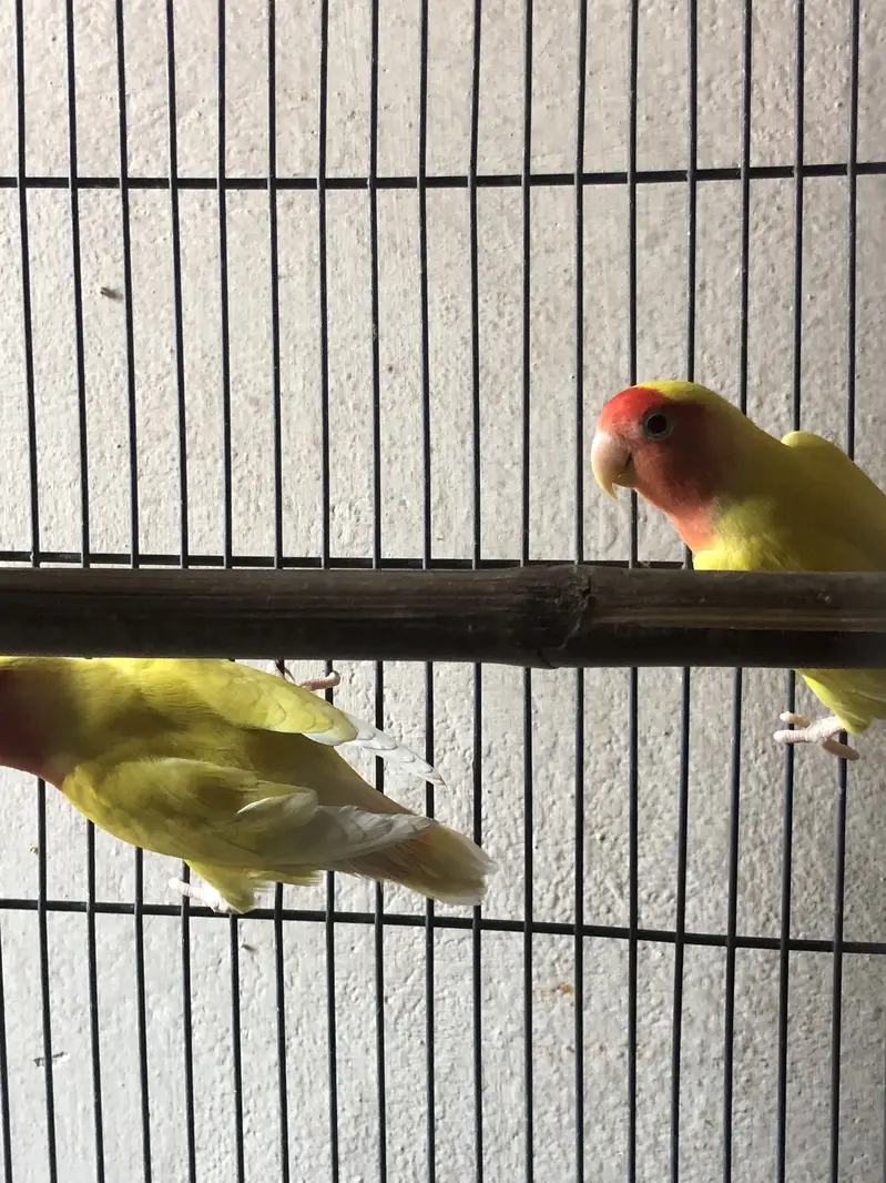 Love birds breeder pair — photo 5