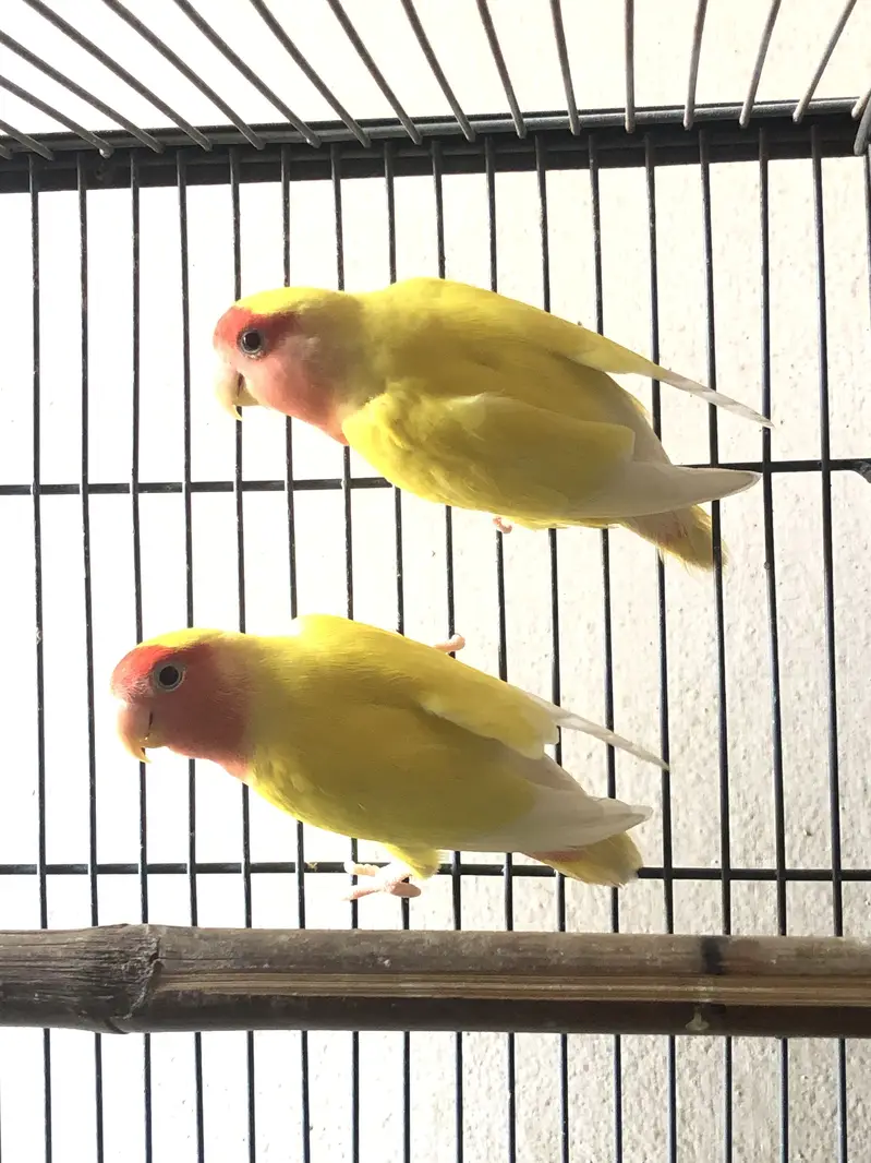Love birds breeder pair — photo 6