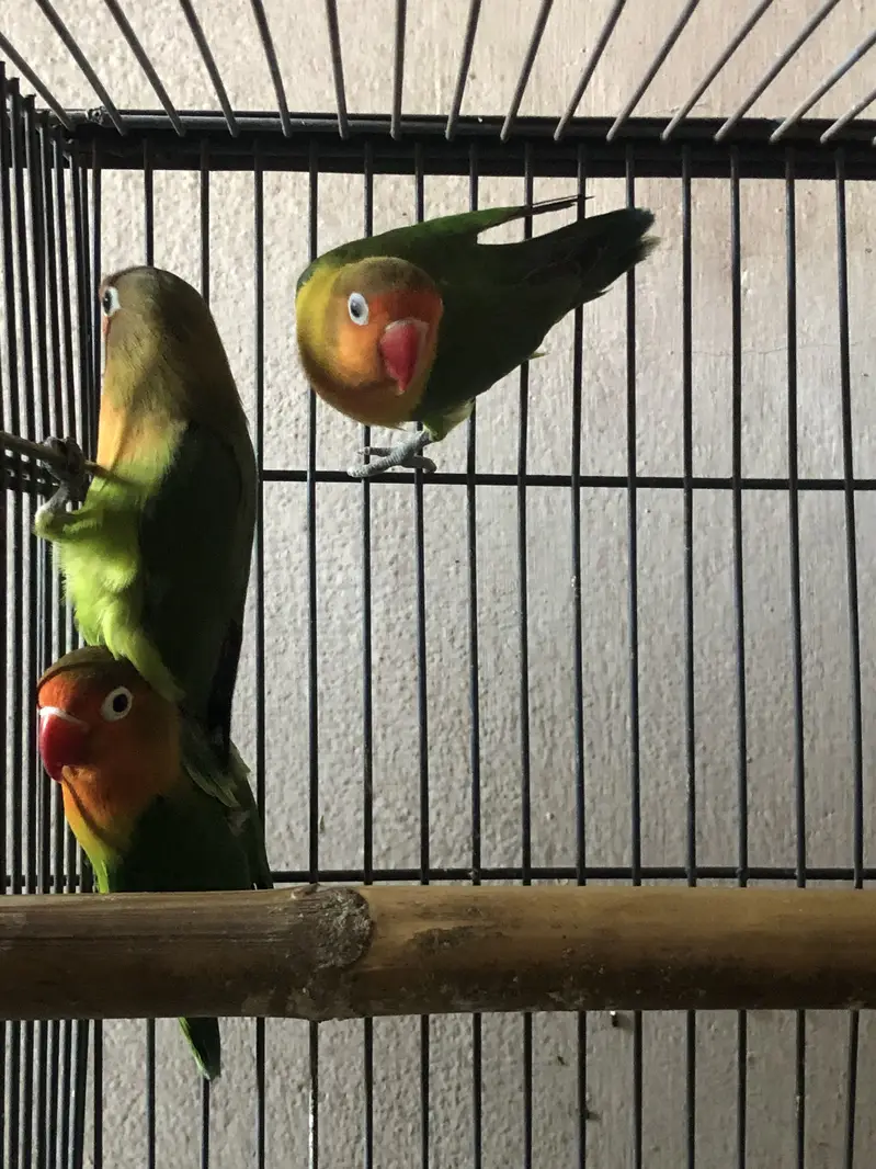 Love birds breeder pair — photo 7