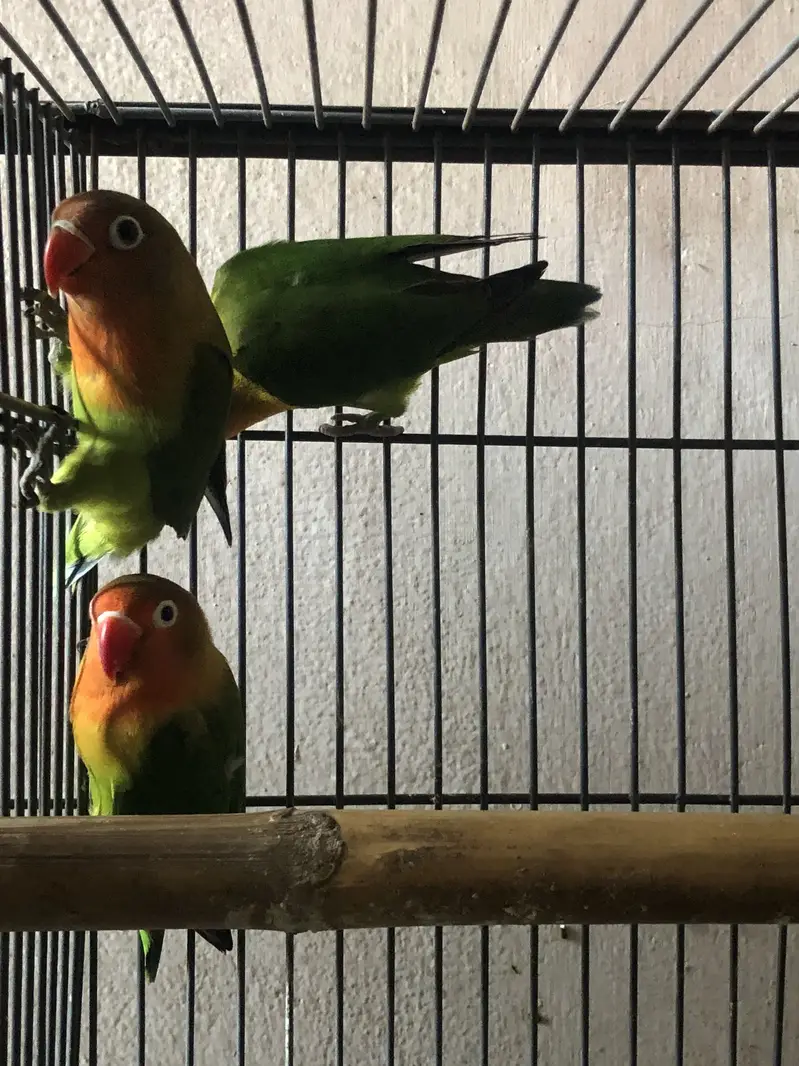 Love birds breeder pair — photo 8