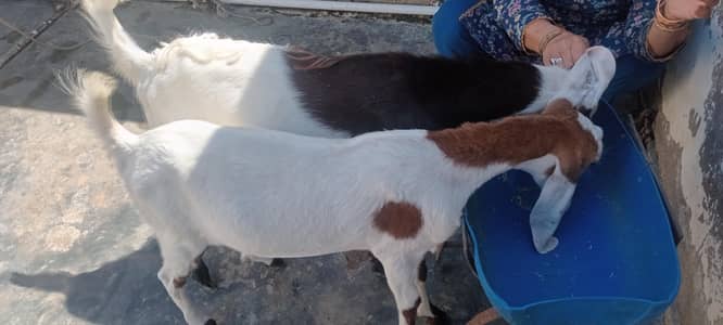 male and female goat pair