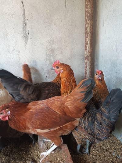 Golden Misri | Egg Laying|