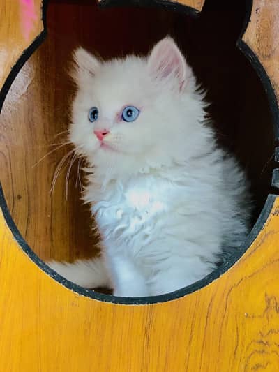 Persian cat and kitten punch face triple coated