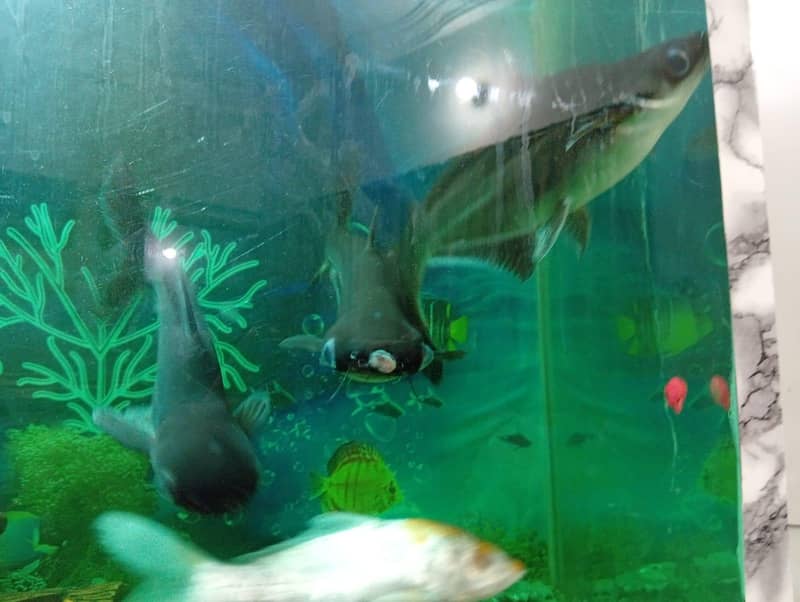 fishes 2