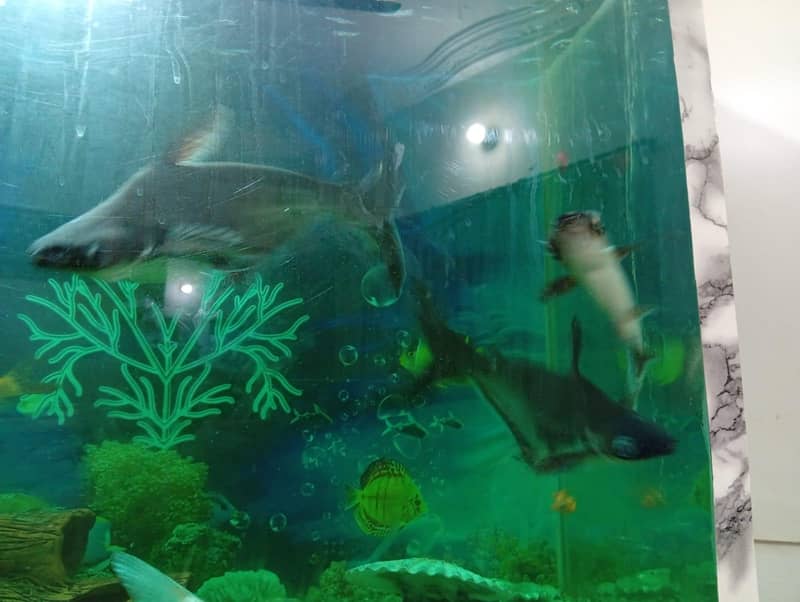 fishes 3