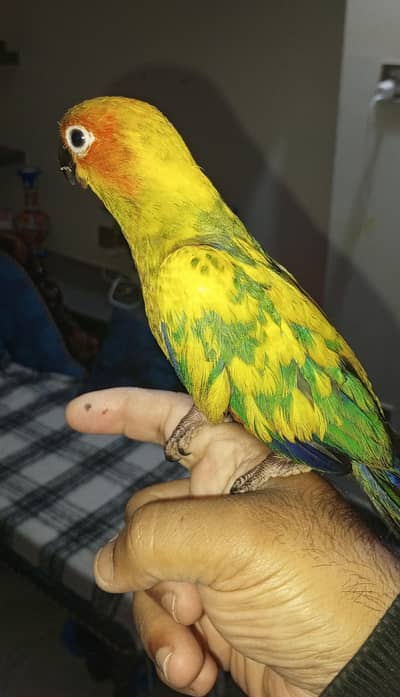 Suncnoure Hand Tamed Parrot and 2 Cages Forsale in reasonable price