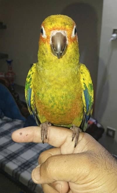 Suncnoure Hand Tamed Parrot and 2 Cages Forsale in reasonable price