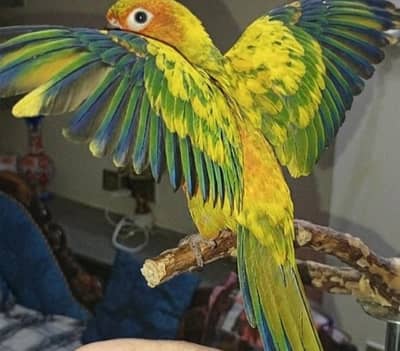 Suncnoure Hand Tamed Parrot forsale (Urgent sale)