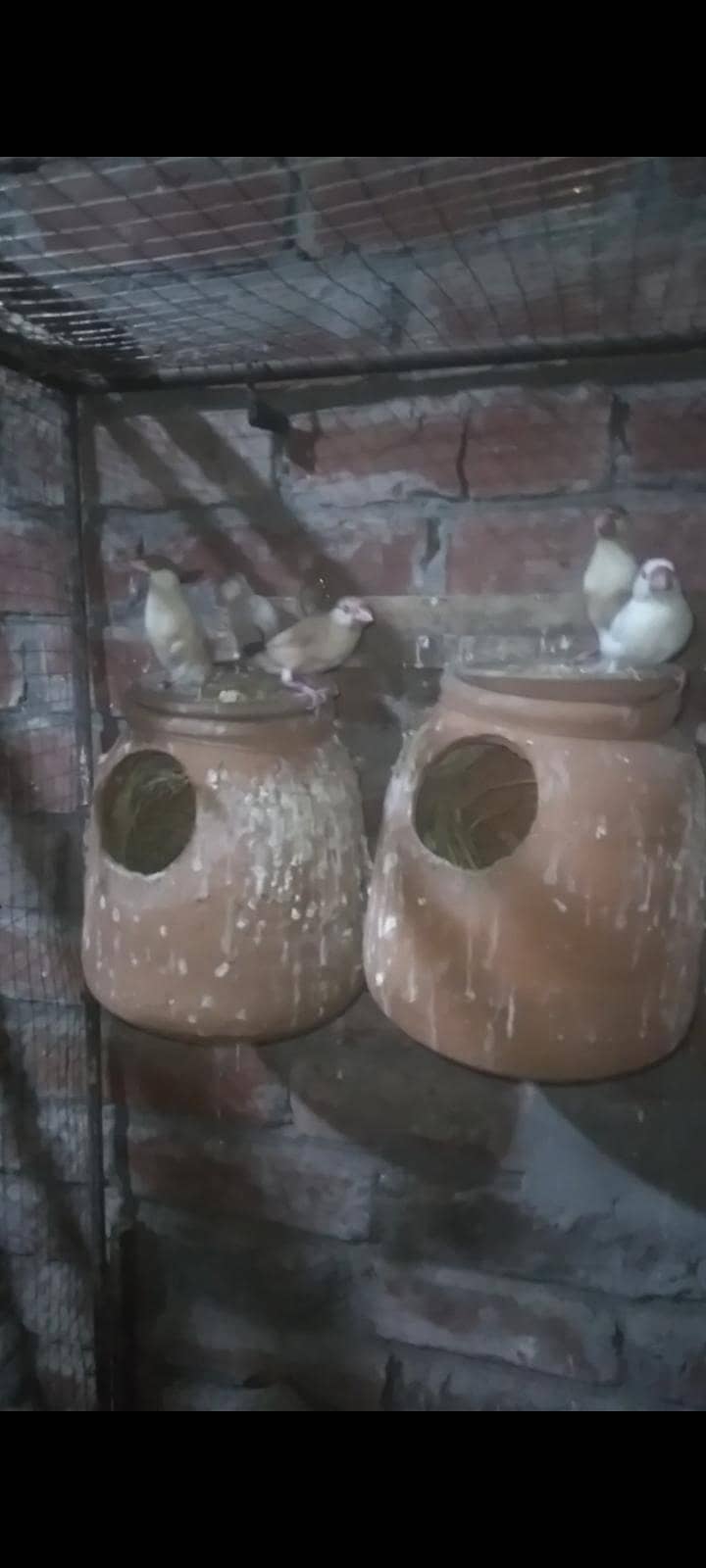 Fawn java Breeder pairs colony setup 0