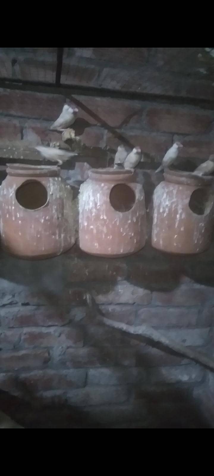 Fawn java Breeder pairs colony setup 1