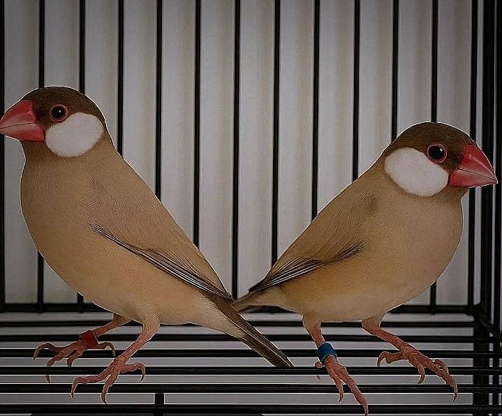 Fawn java Breeder pairs colony setup 2