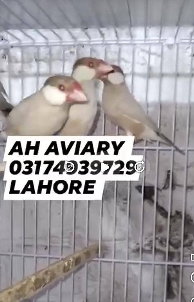 Fawn java Breeder pairs colony setup 3