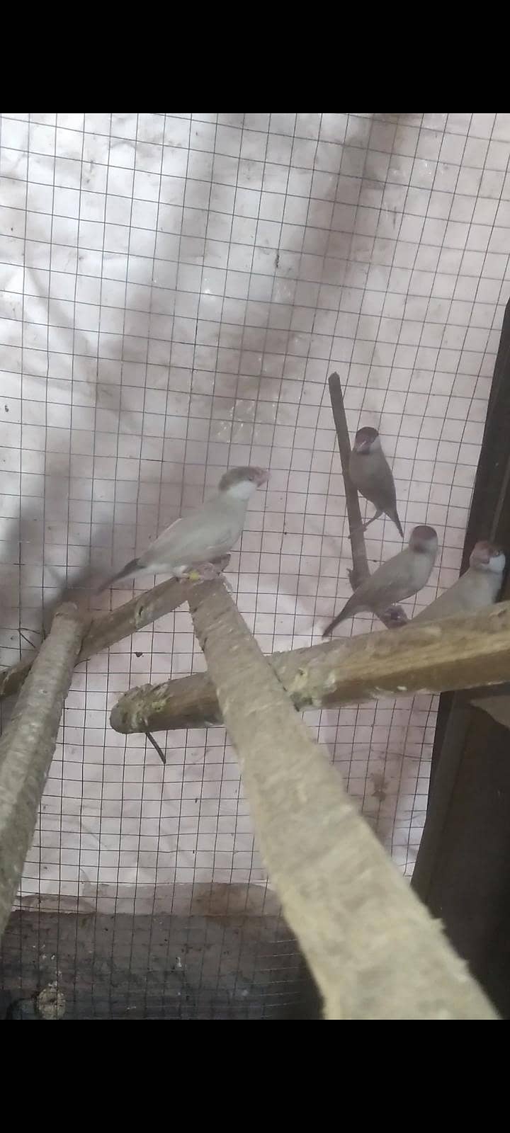 Fawn java Breeder pairs colony setup 4