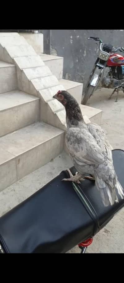 saleeti aseel kilo wali murghi