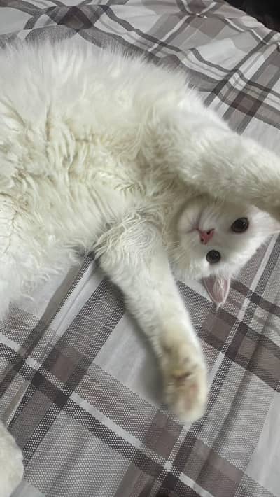 BEAUTIFUL MALE PERSION CAT - 7 MONTHS - FULLY TRAINED