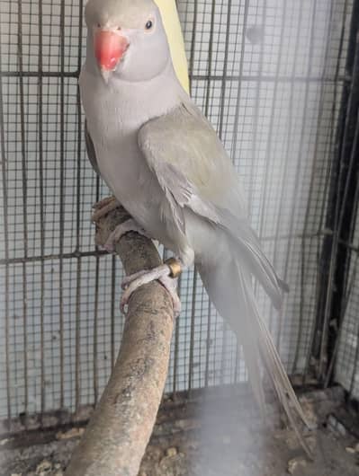 cremino double Factor breeder male