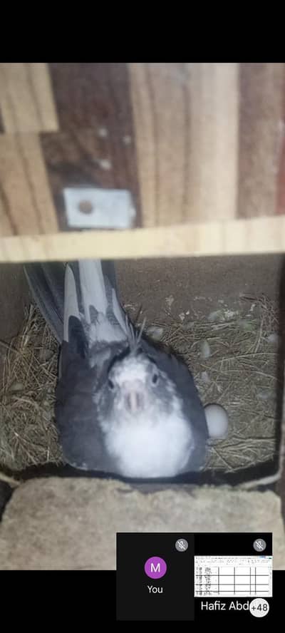 Charcoal pied breeder pair (03234235456)